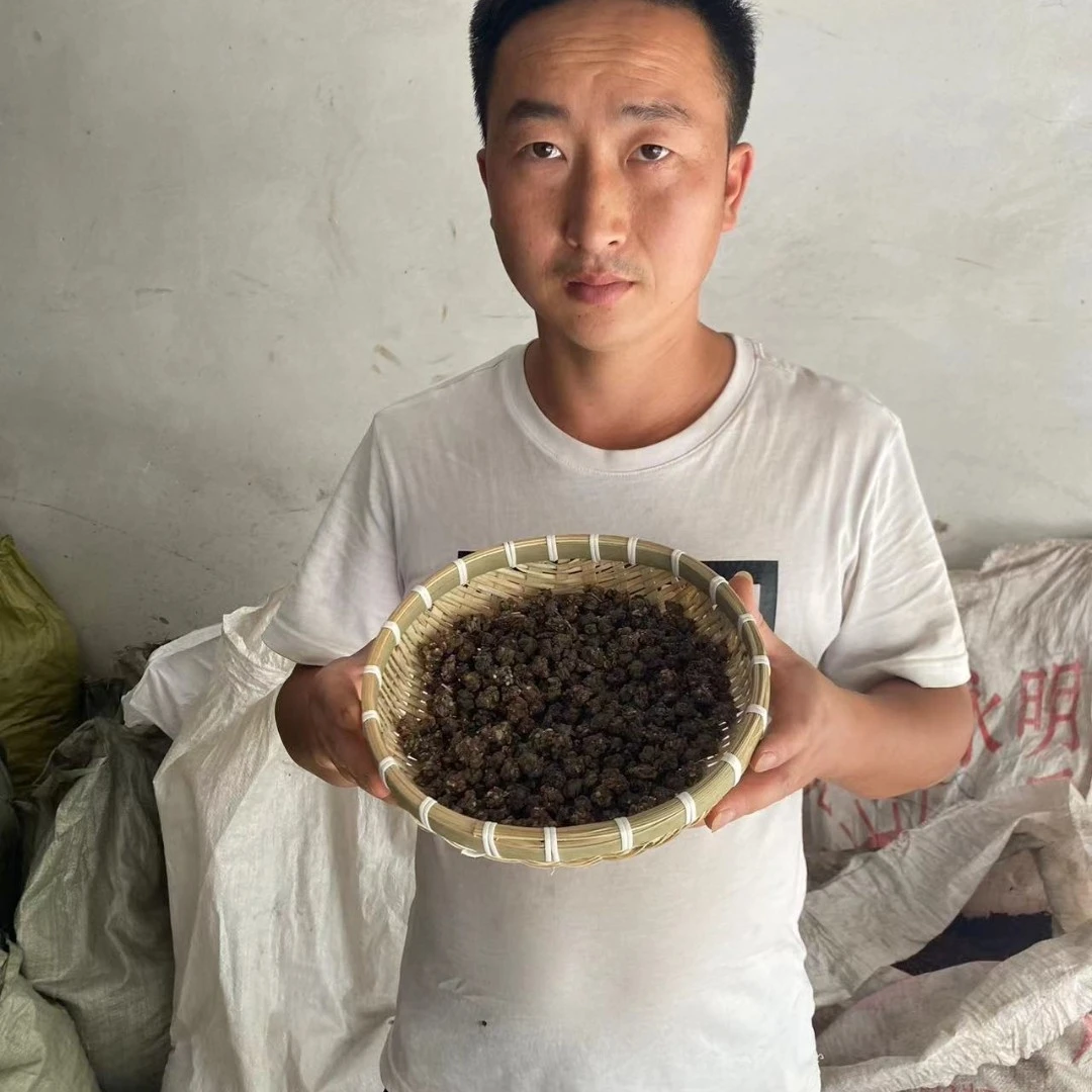 猫爪草 河南信阳非种植猫爪草包邮