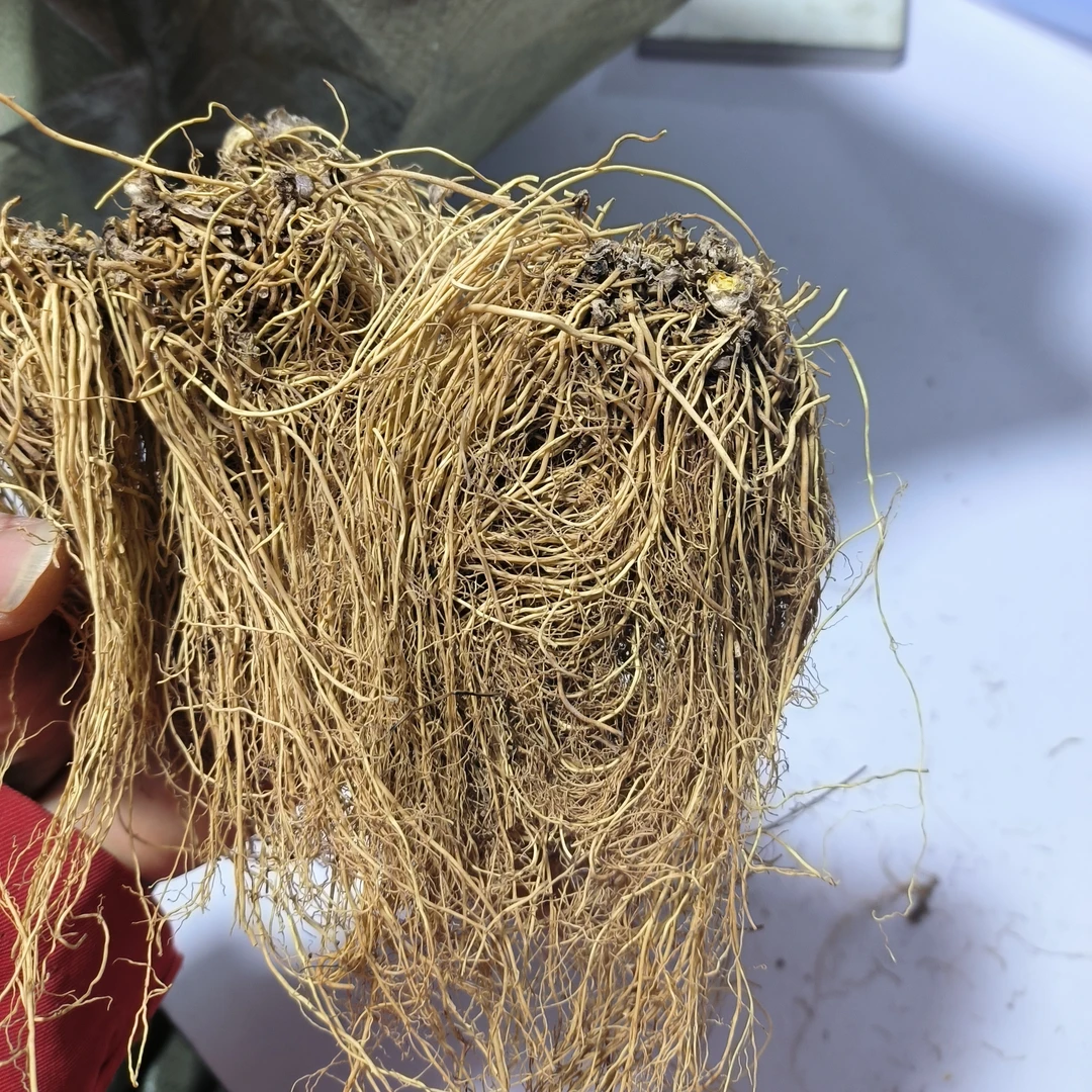 细辛 北细辛和秦岭南麓伏牛山野细辛农家自晒水洗