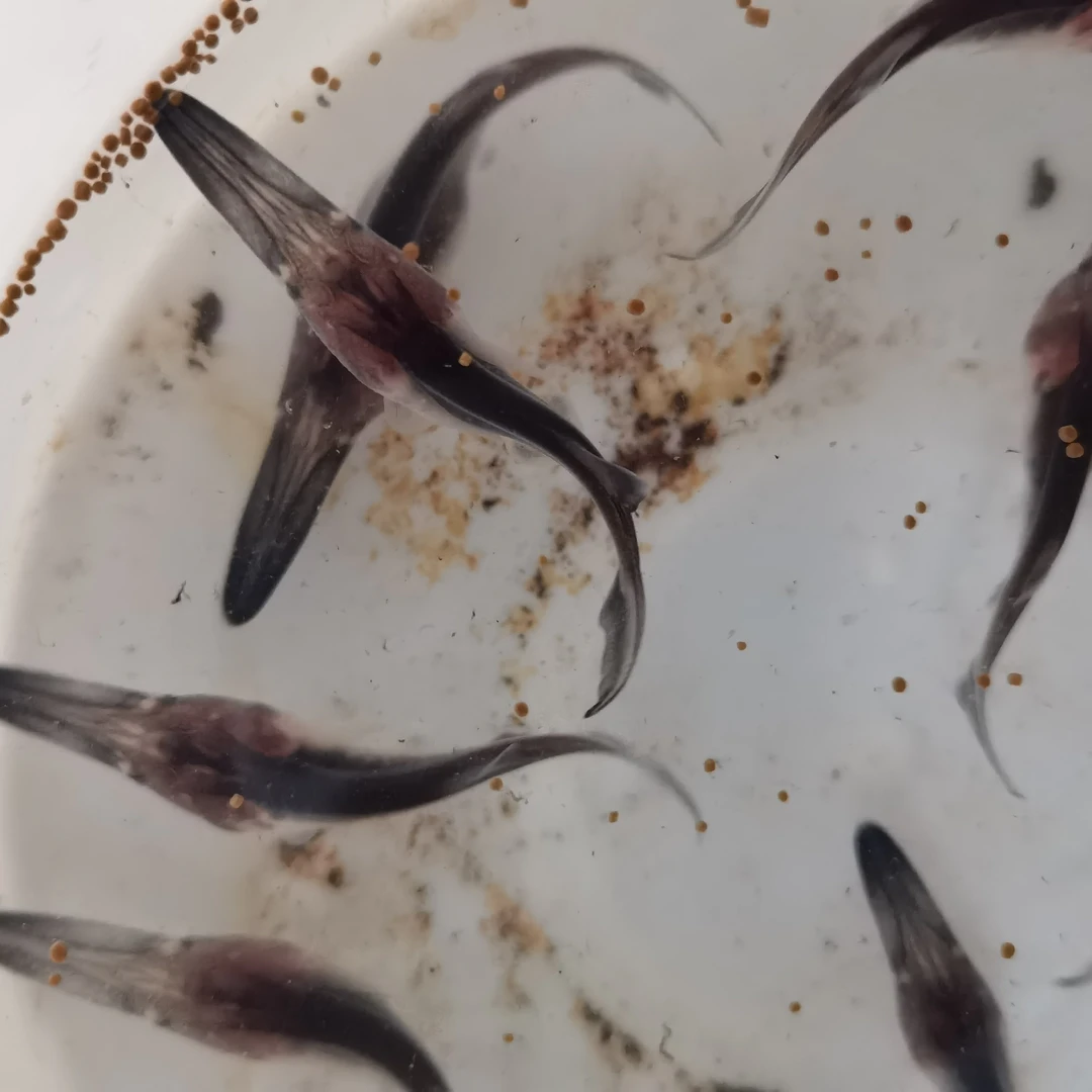 鸭嘴鱼苗，精品鸭嘴鱼套养首选