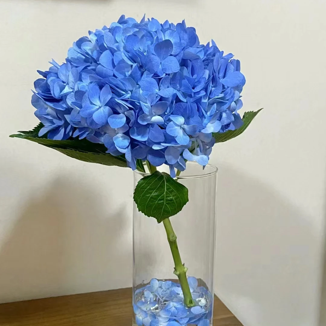 《满崽鲜花》绣球3枝  一单中通两单顺丰包邮