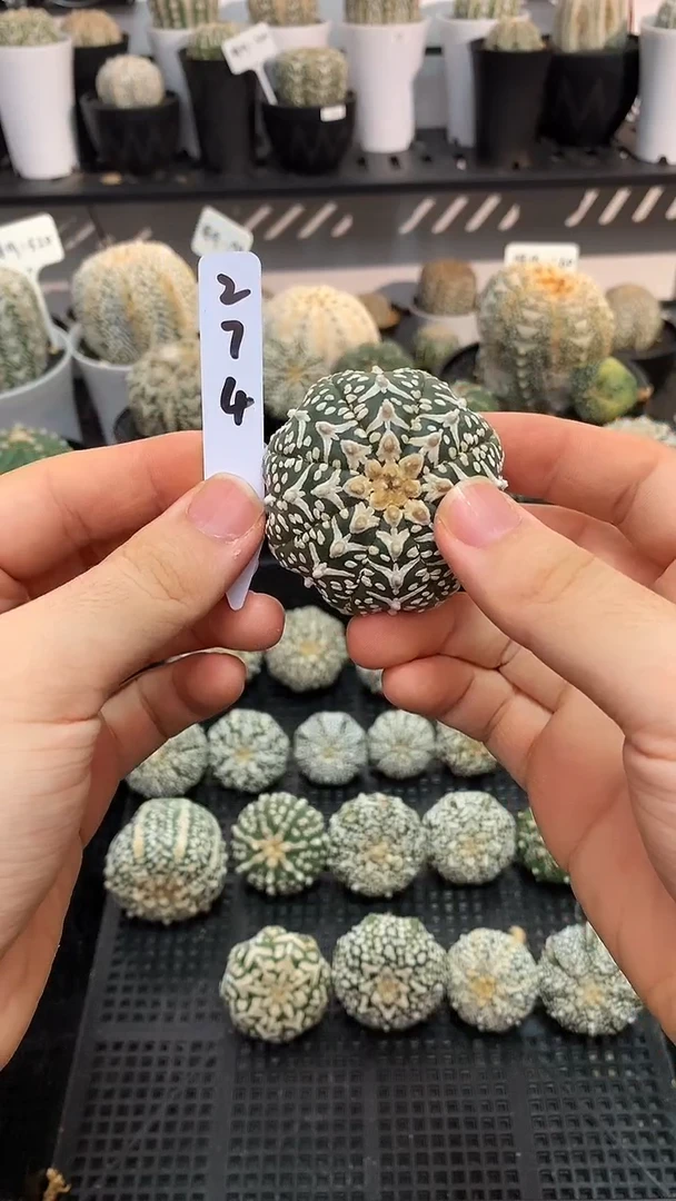 【闪购商品】实生兜，274号