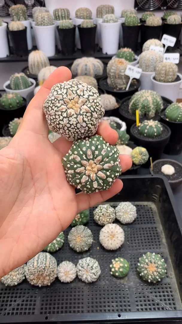 【闪购商品】实生两颗，224号