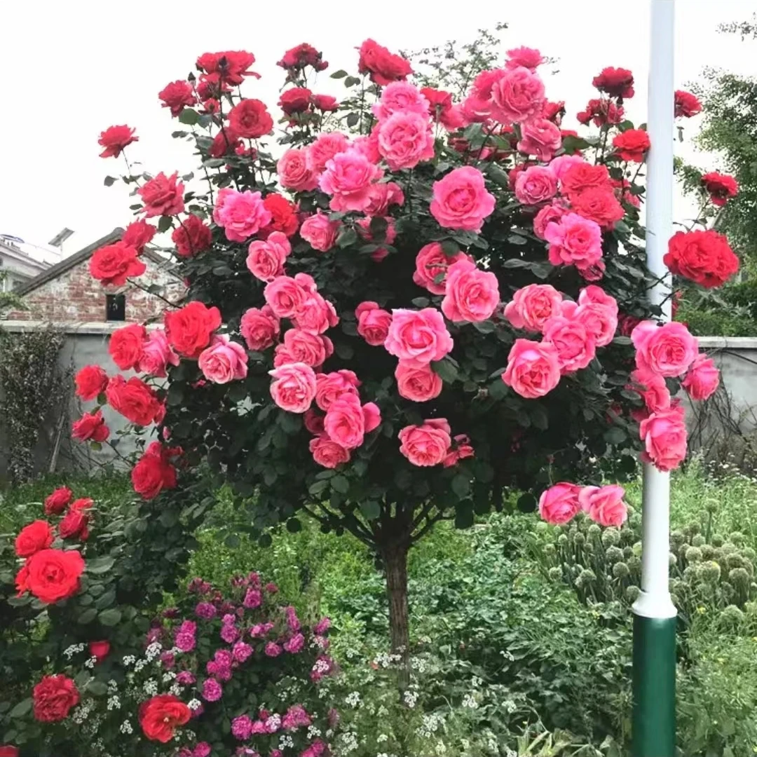【树桩月季】花苗大花花朵四季开花庭院高杆棒棒糖嫁接树状月季