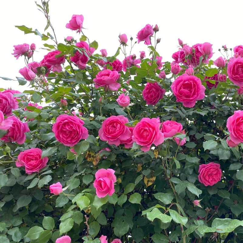 大游行月季藤本花卉蔷薇花苗带花苞四季开花大苗拱门栅栏爬藤