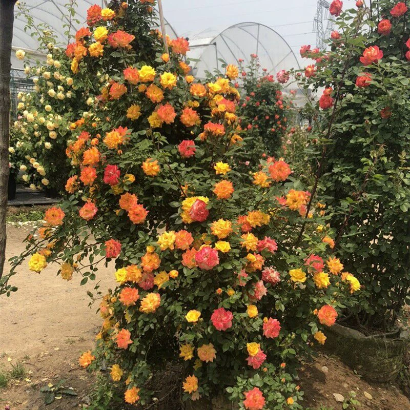 藤彩虹月季花苗盆栽藤本蔷薇花苗变色龙花墙庭院爬藤植物四季开花