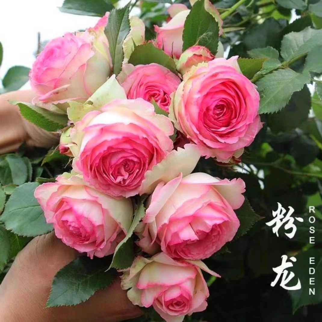 爬藤月季藤本月季大花多季开花耐寒耐晒庭院楼顶蔷薇花苗顺丰包邮