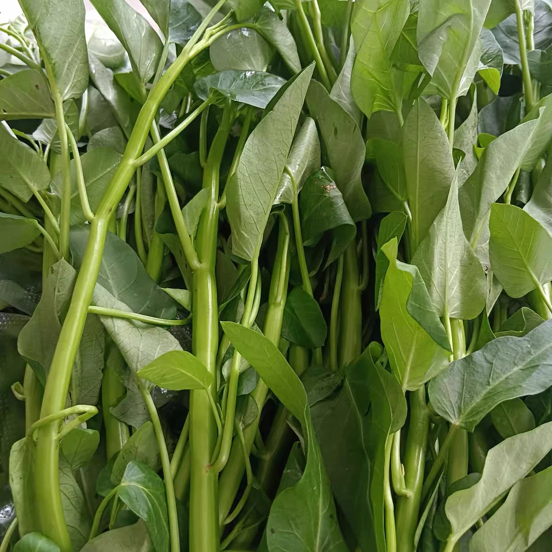 四川农家自种露天藤藤菜