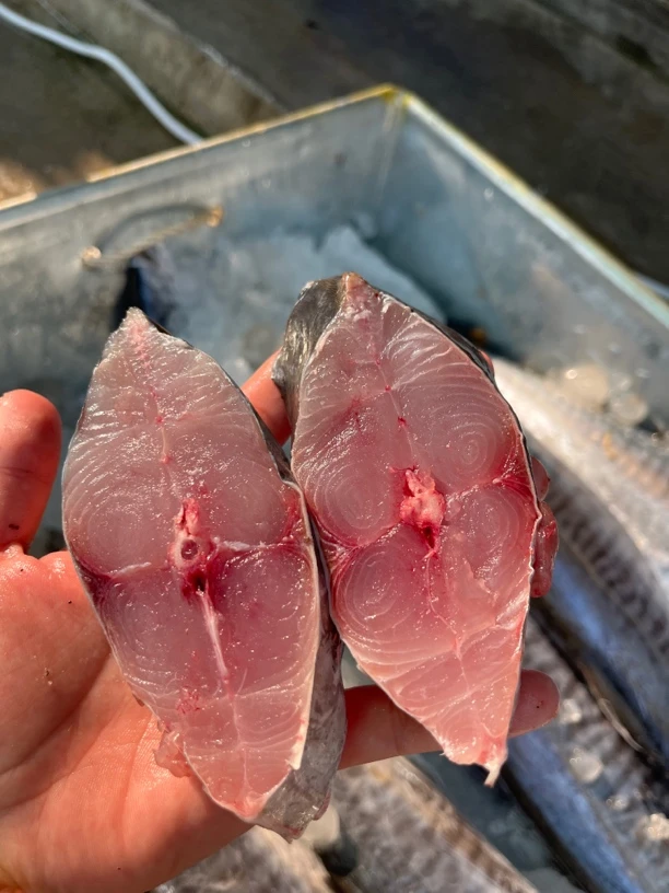 【马鲛鱼】惠来神泉本港马鲛鱼