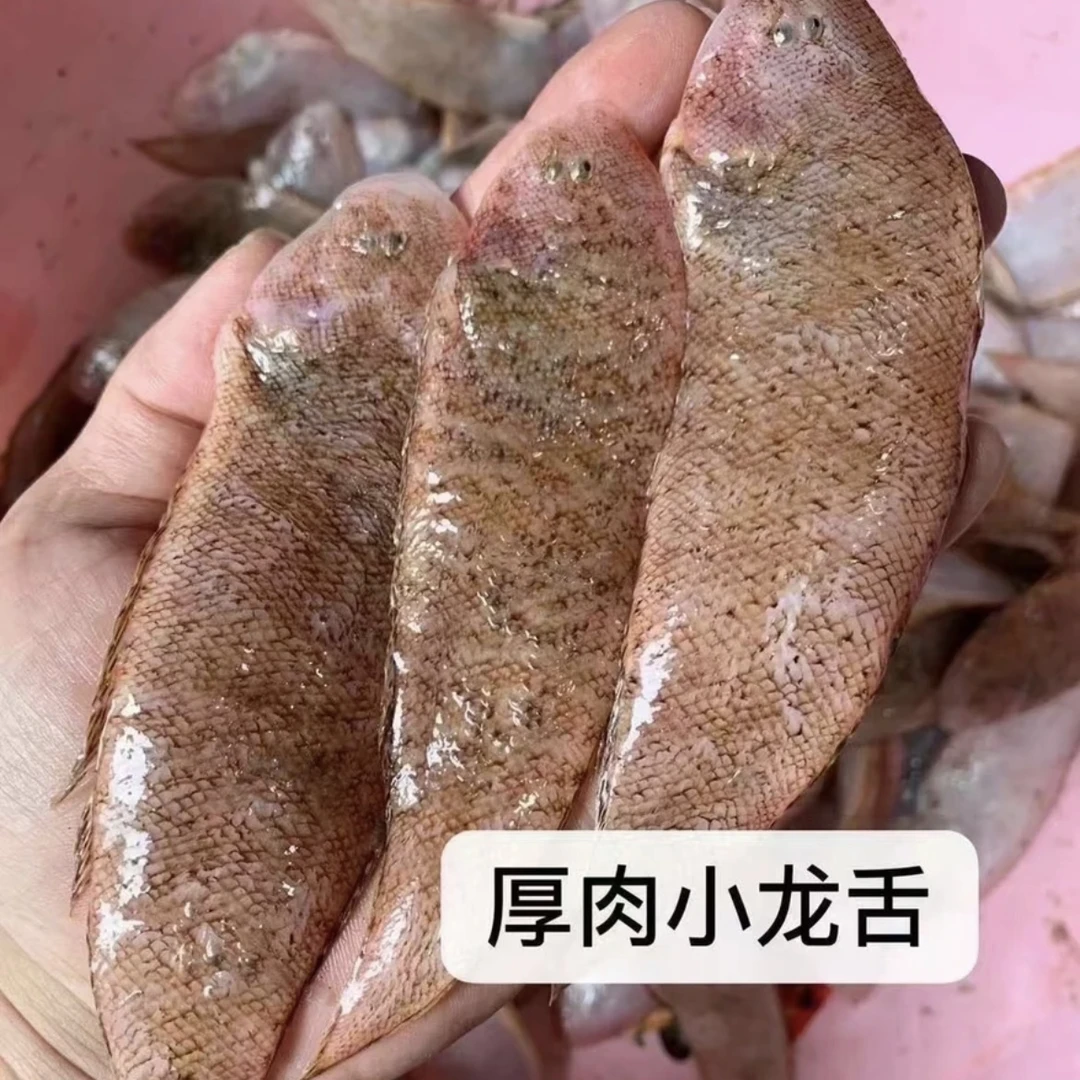【厚肉小龙舌】惠来神泉本港内脚龙舌