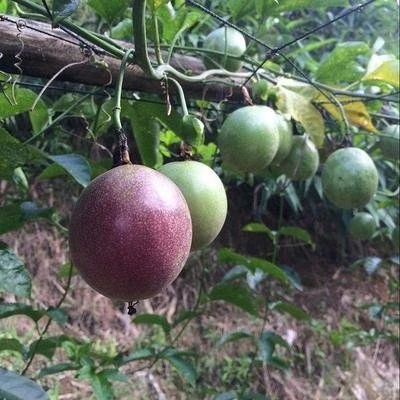 【跑山丫头】 农家特产代收山货百香果