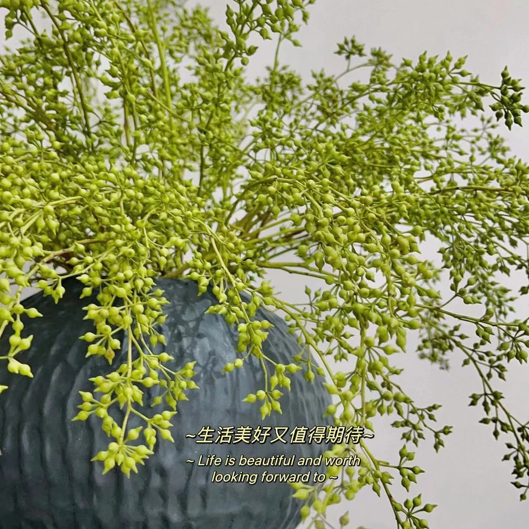【小米果】可做干花水培植物室内绿植鲜切枝斗南水养云南鲜花懒人花