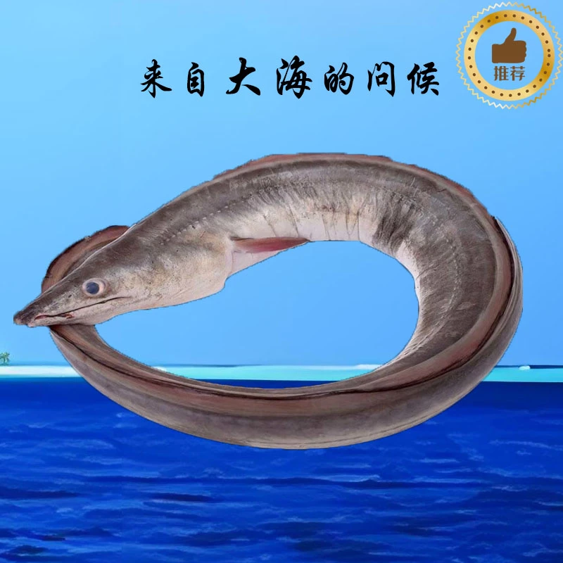 130鳝鱼/七星鳗鱼 价格重量直播间现场定为准 看好下单