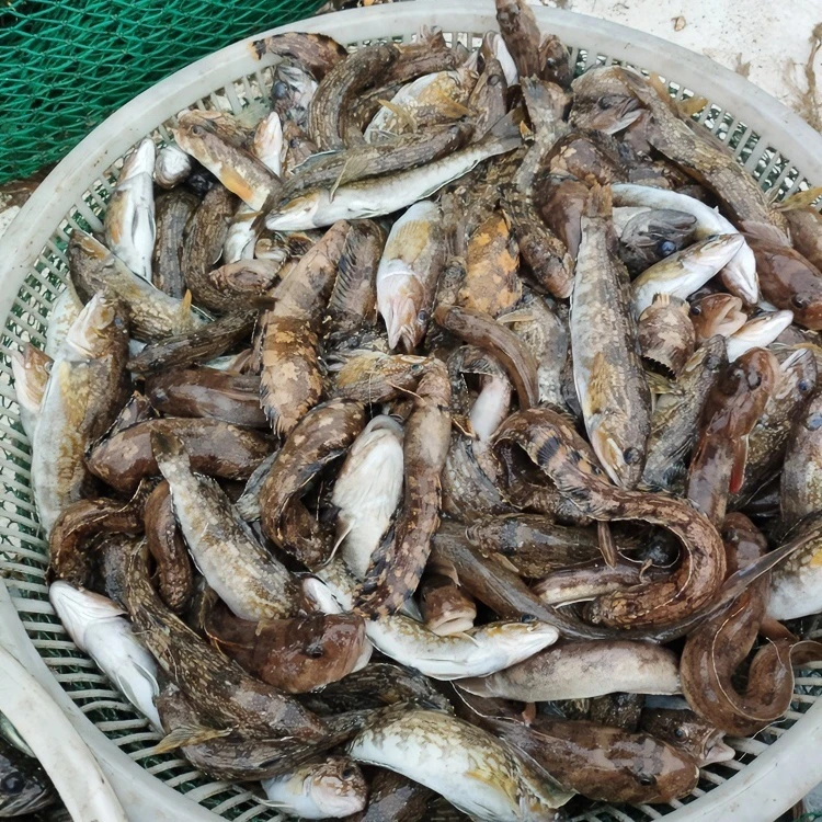 福利小杂鱼-当潮海鲜，顺丰包邮