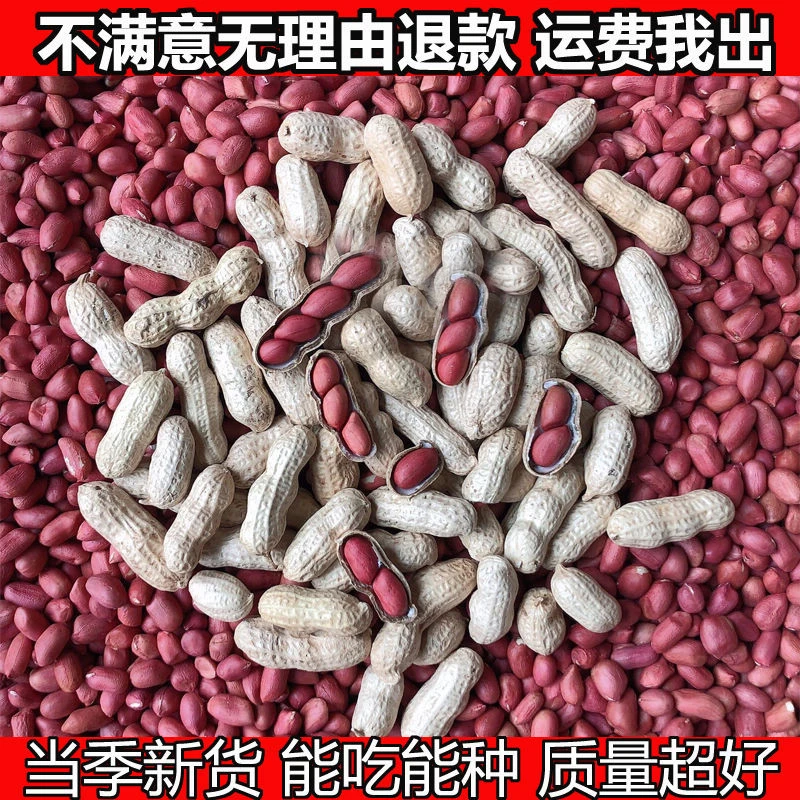 23年红皮花生带壳花生米批发零食小吃生花生新鲜种子熟花生下酒菜