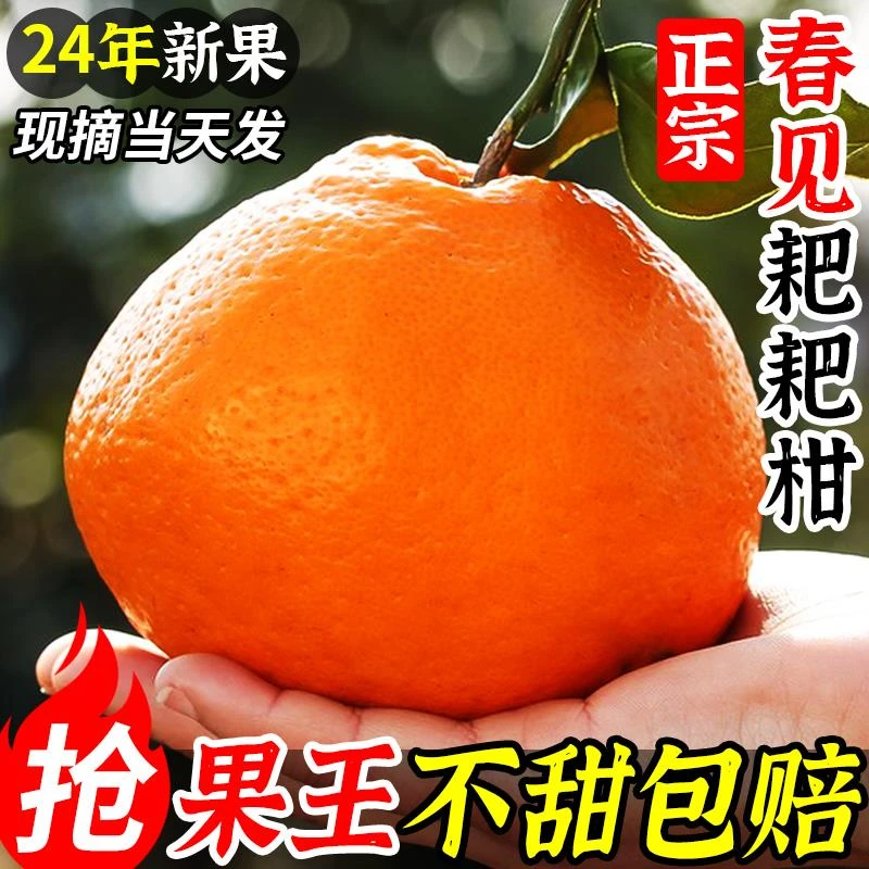 正宗四川春见耙耙柑3-9斤新鲜水果当季丑八怪橘子特级粑粑现摘