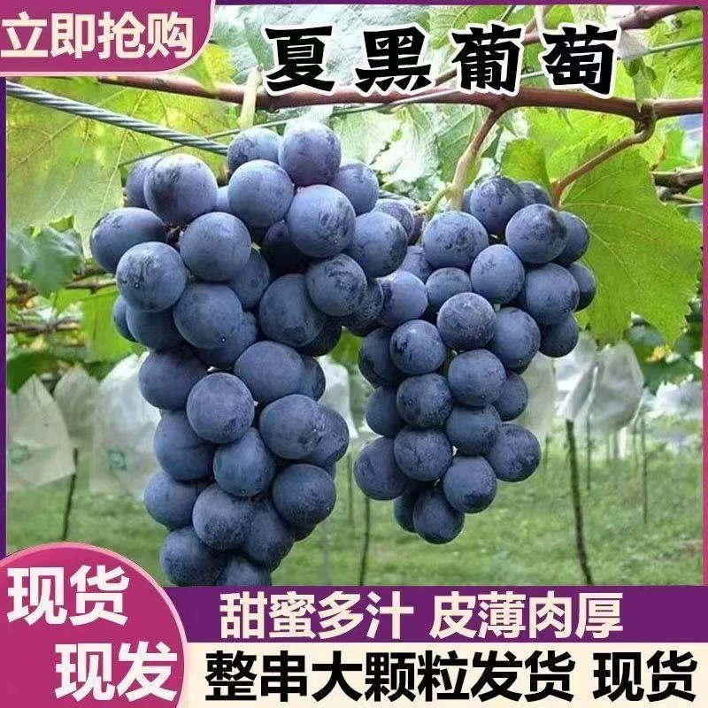 现摘云南夏黑葡萄新鲜采摘无籽2/3斤当季奶茶孕妇水果非红提顺丰