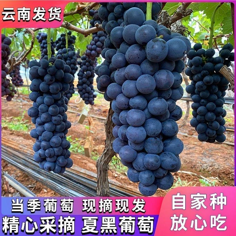 现摘云南夏黑葡萄新鲜采摘无籽2/3斤当季奶茶孕妇水果非红提顺丰