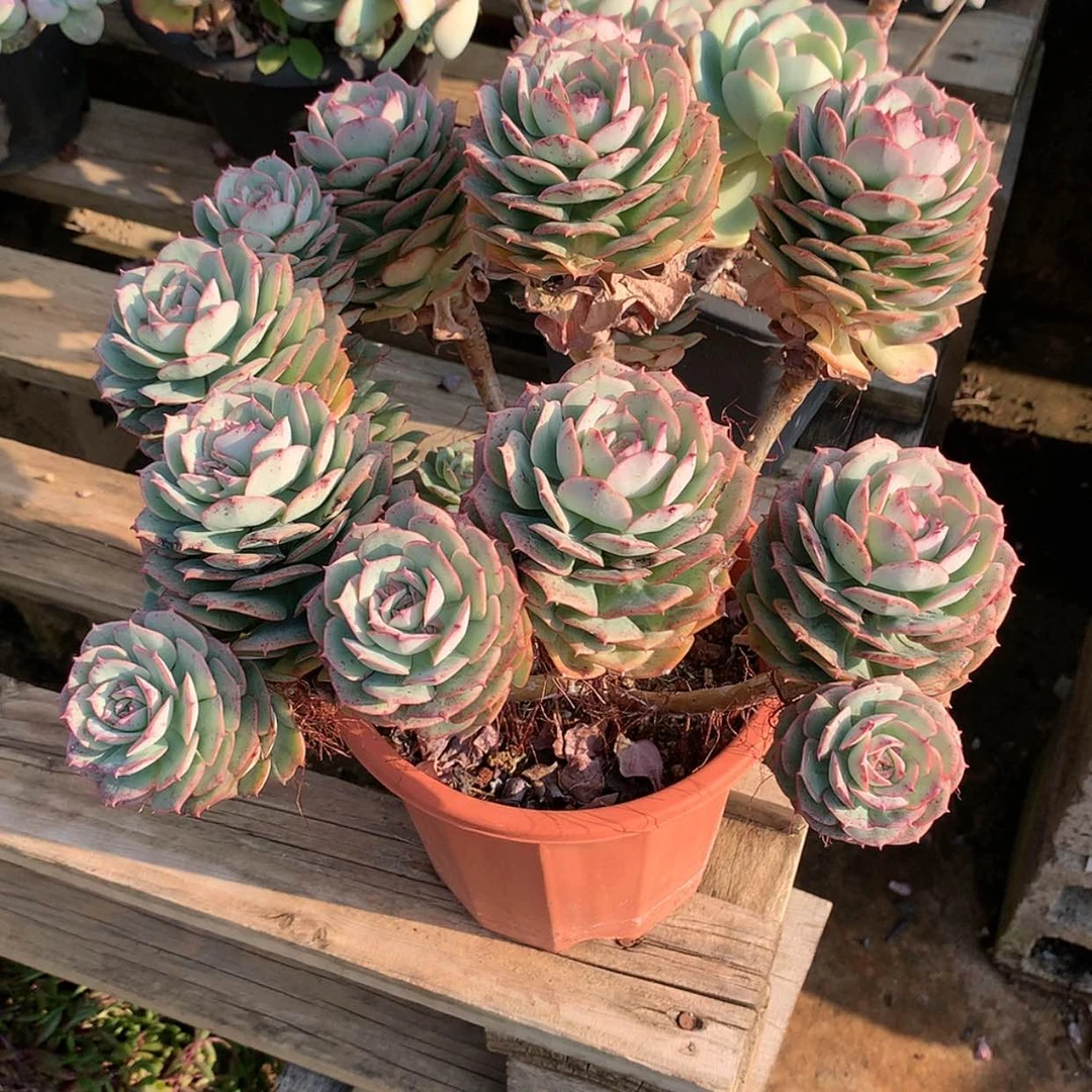 【闪购商品】克罗地亚