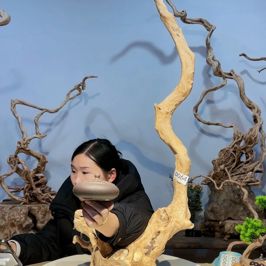 【闪购商品】12355678星***树