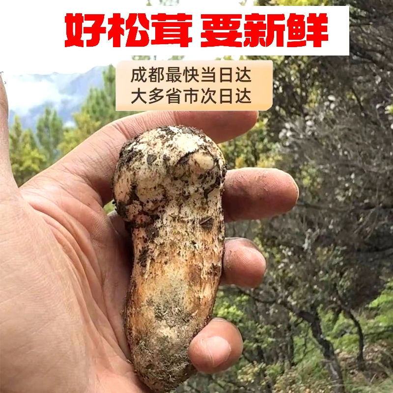 新鲜松茸 5cm左右 自己吃  超级划算  顺丰冷链空运