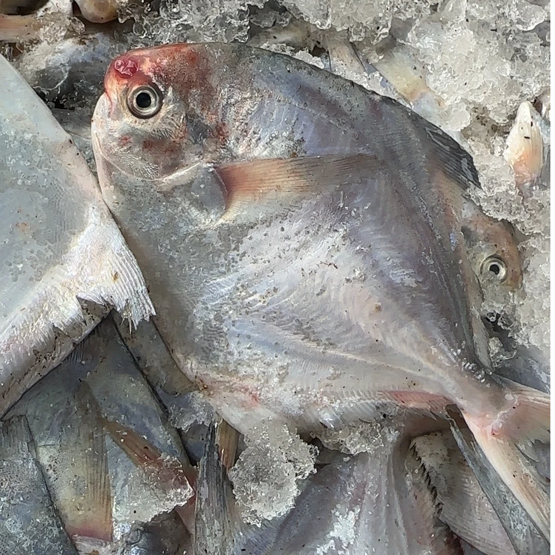 【赠品】舟山野生海捕流网银鲳鱼小鲳鱼5-6条/斤平鱼鲳鳊鱼冷冻发货
