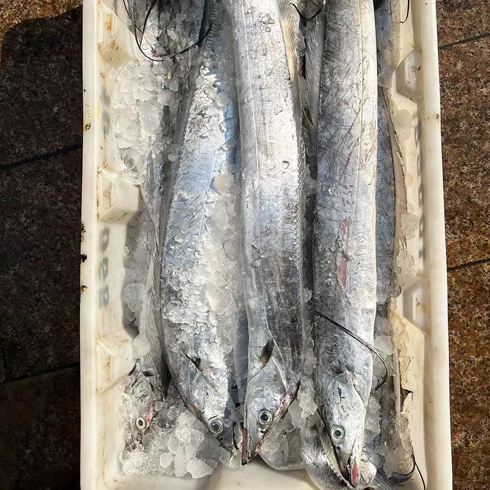 【残次破肚油带】东海雷达网小眼睛带鱼装舟山冷冻发货