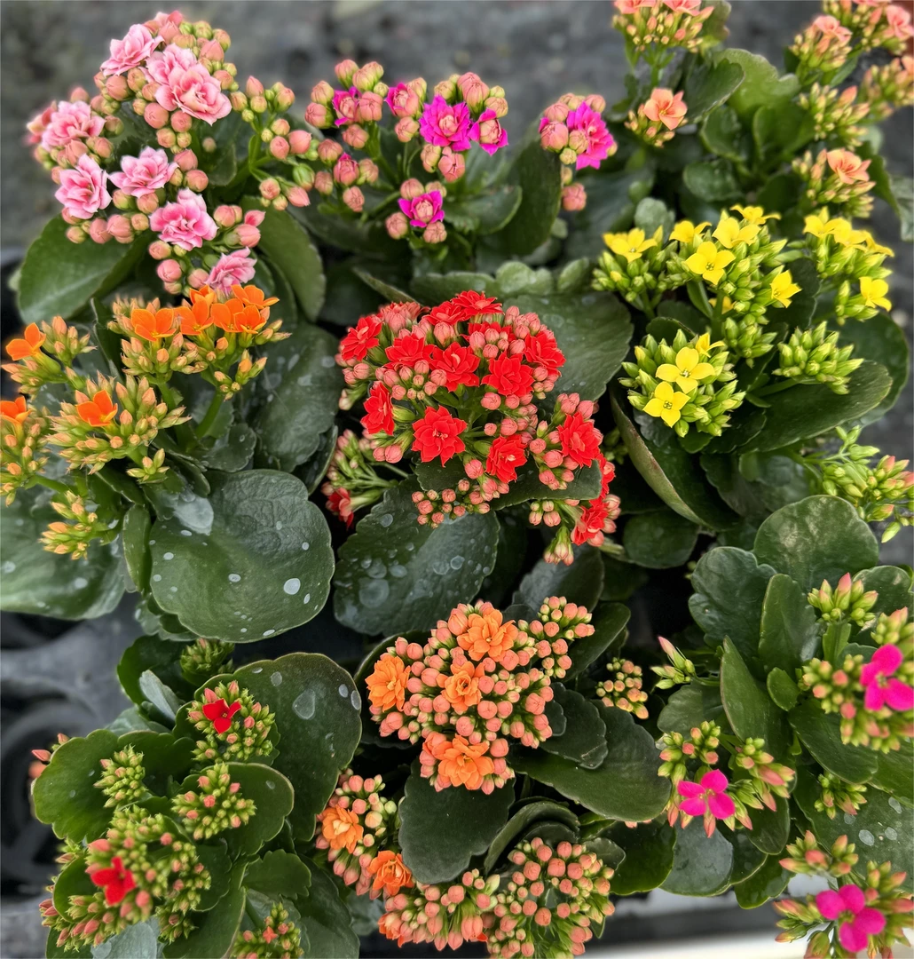 【随机四色长寿花】90盆单瓣重瓣长寿花新手入门（清棚四色不调不换）