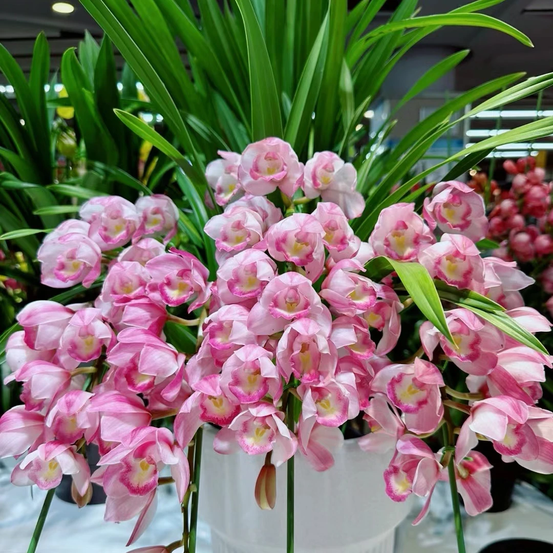 【福娘】大花蕙兰盆栽花卉 云南基地带花苞花剑发货 年销佳品