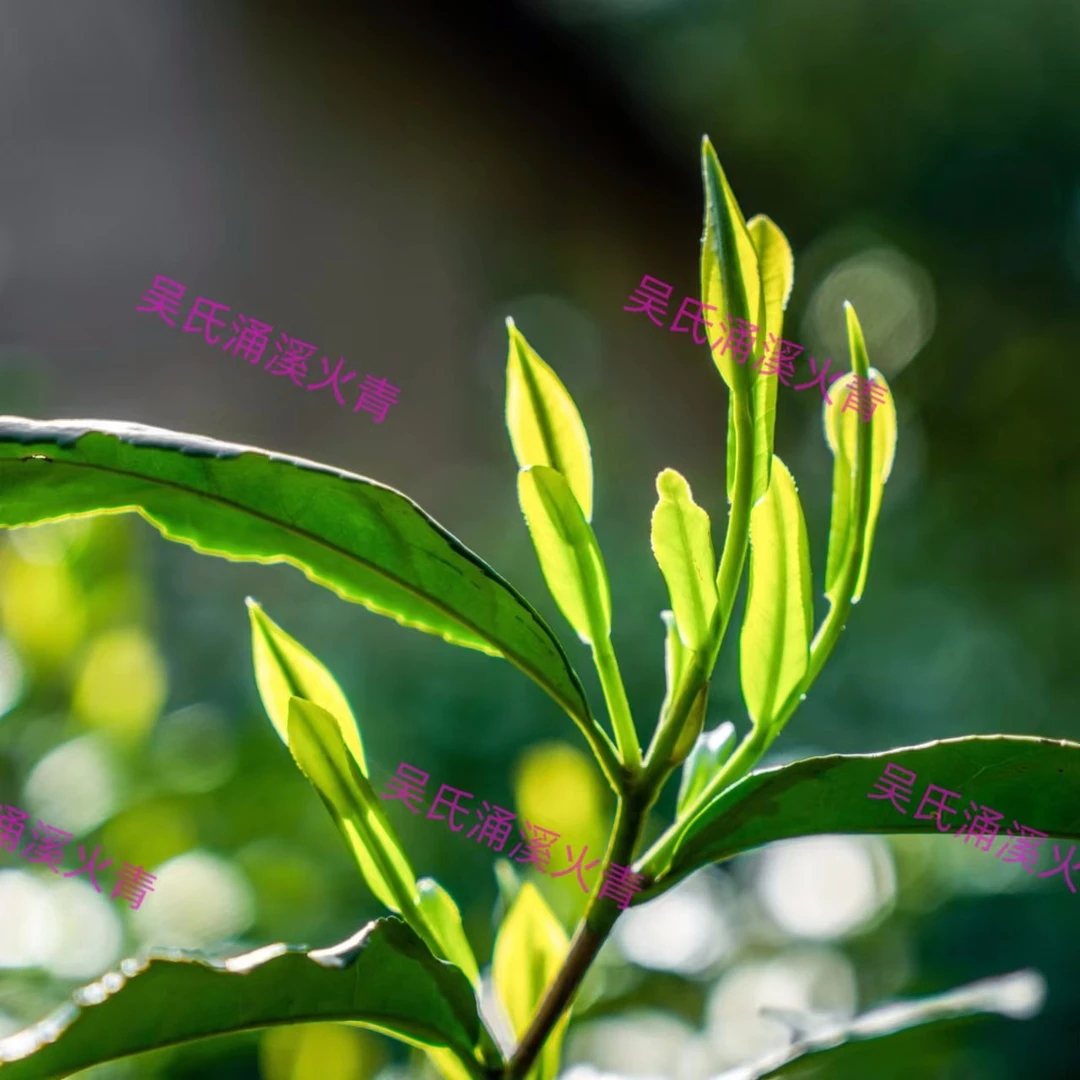 （谷雨口粮茶）2025新茶涌溪火青味浓耐泡型原产地茶农直销口感醇厚