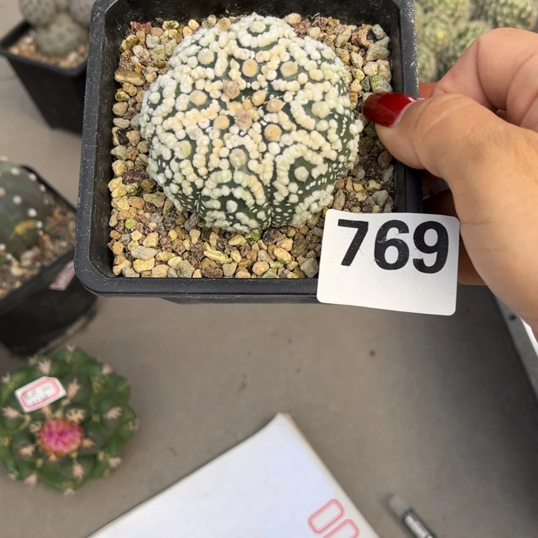 星*花园兜6.5左右一物一拍
