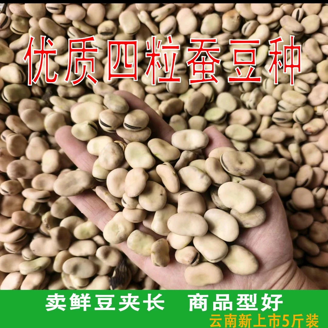 云南大理优质四粒蚕豆，卖鲜蚕豆首选