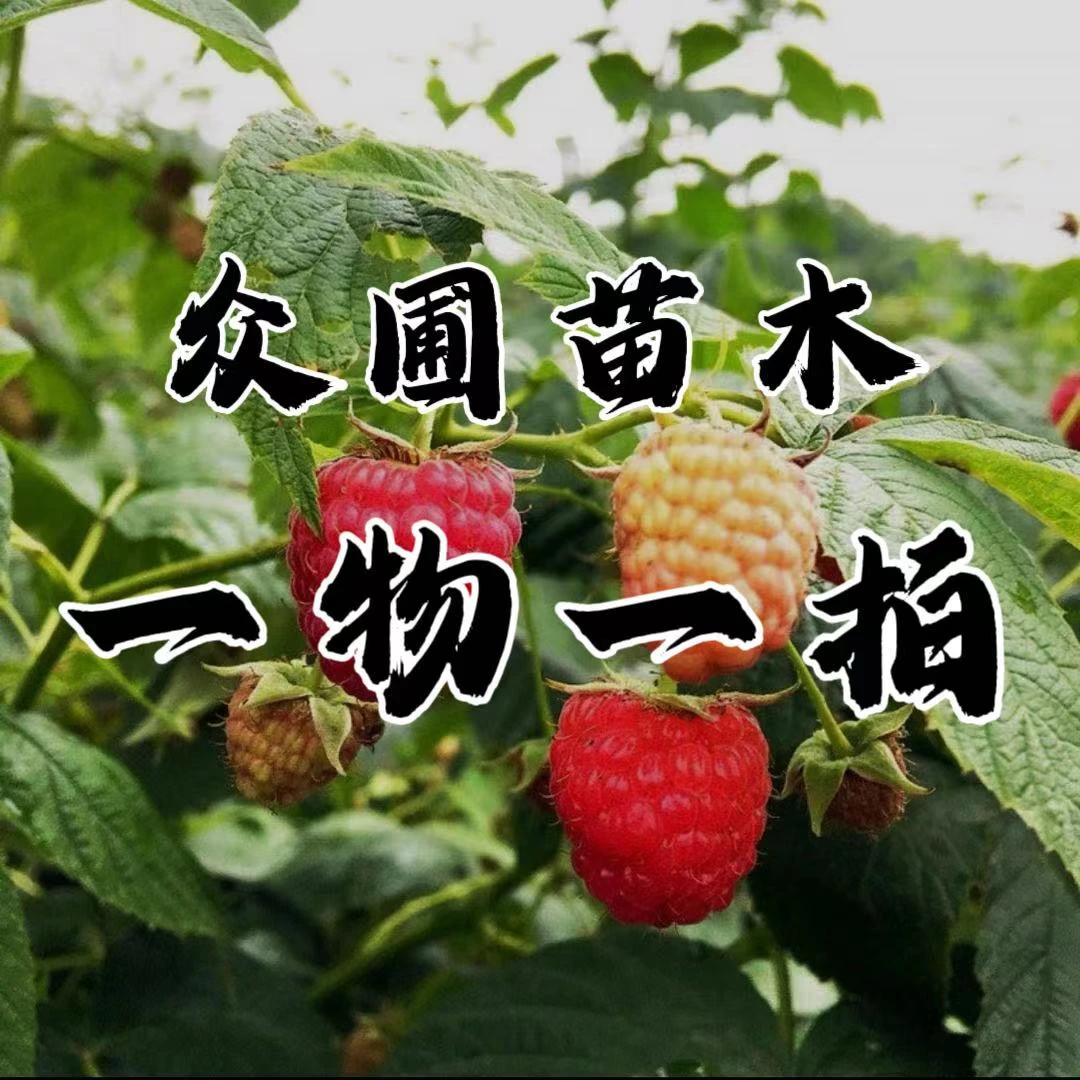 众圃苗木花卉  树莓苗一物一拍