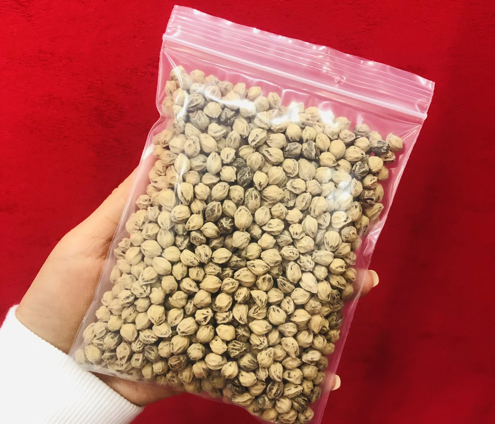 随机柏香籽一袋(约230颗)