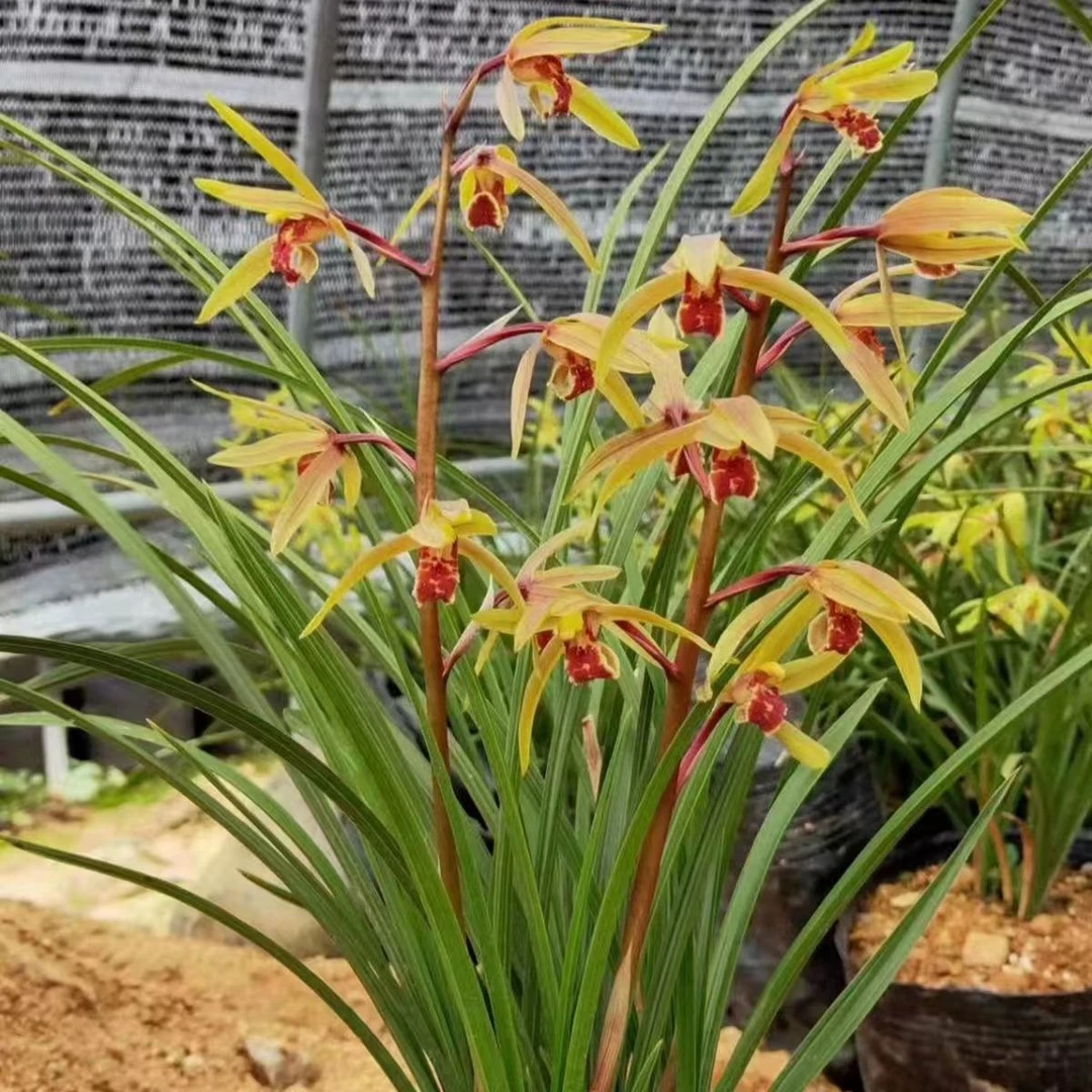 春兰蕙兰盆景艺草蕙兰艺草虎斑中透盆景花卉