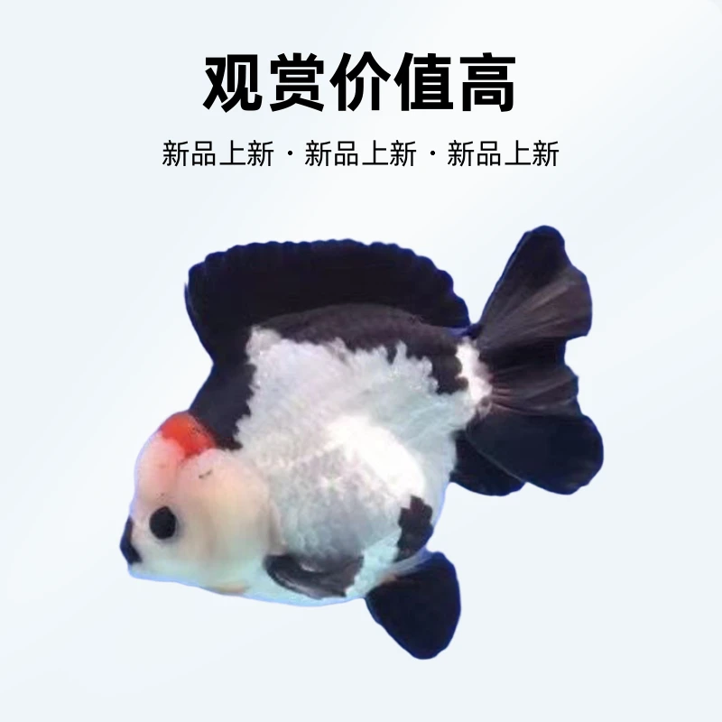 玛丽泰狮观赏鱼金鱼活体