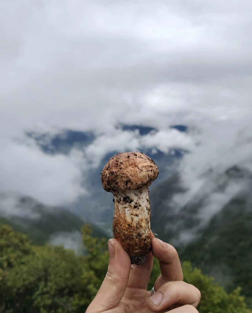 【顺丰包邮】正宗香格里拉松茸精选（5-8）公分刺身专用