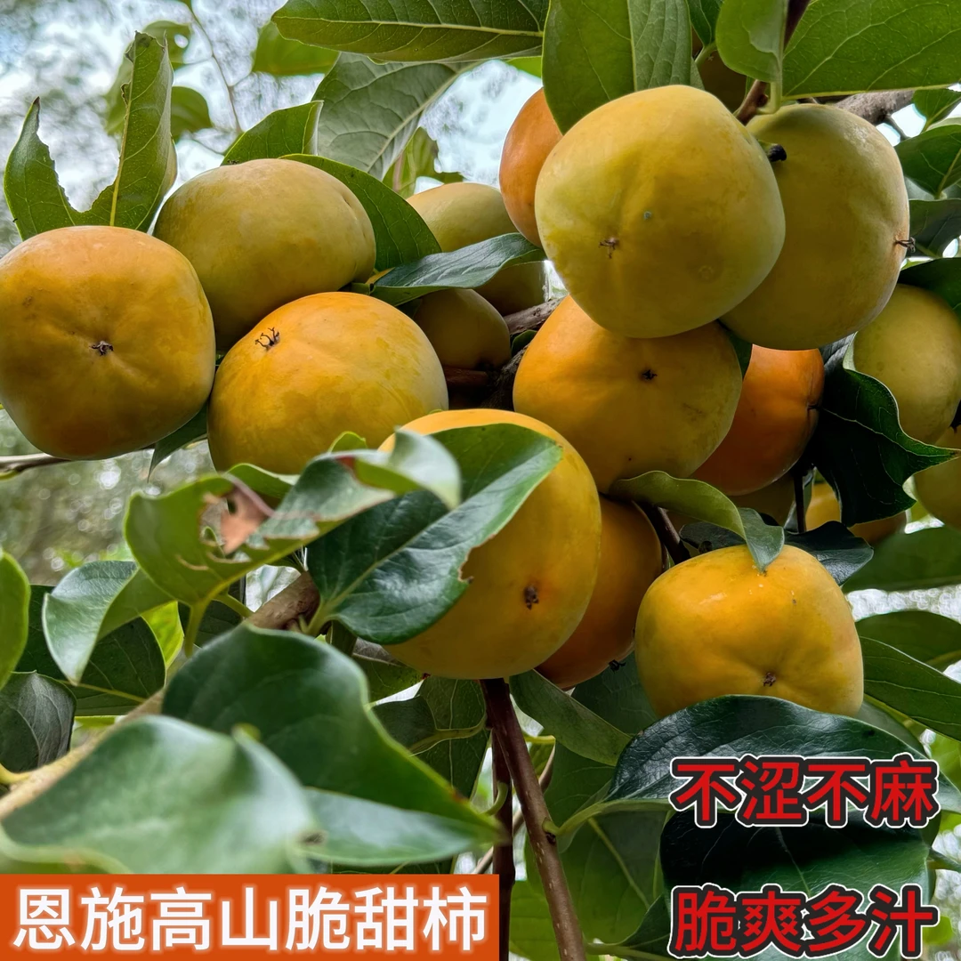 湖北恩施高山农户自种脆甜柿子自然成熟不打农药甄选精品5斤包邮