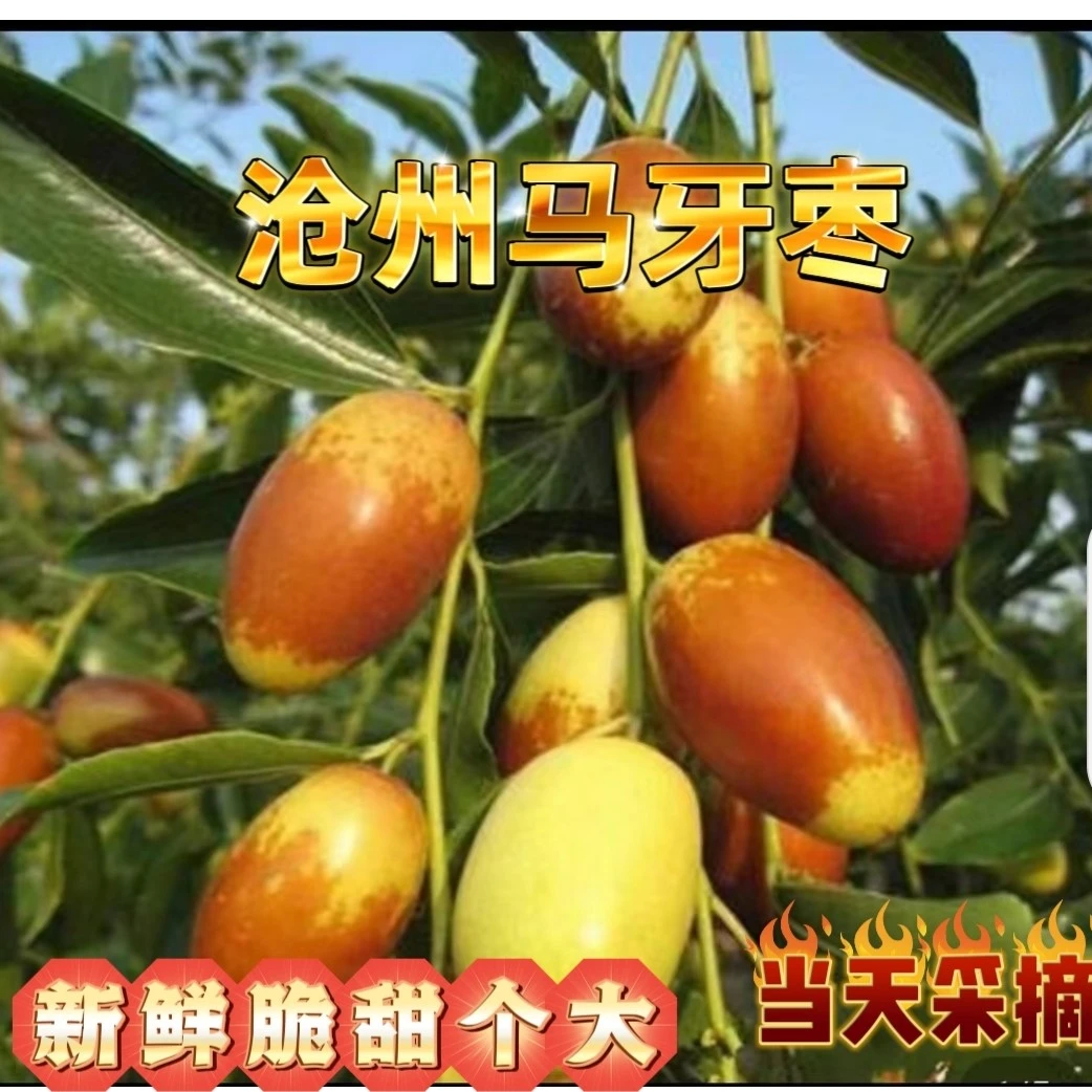 沧州马牙枣子弹头枣鲜枣长红枣脆甜冬枣马牙枣新鲜当季水果