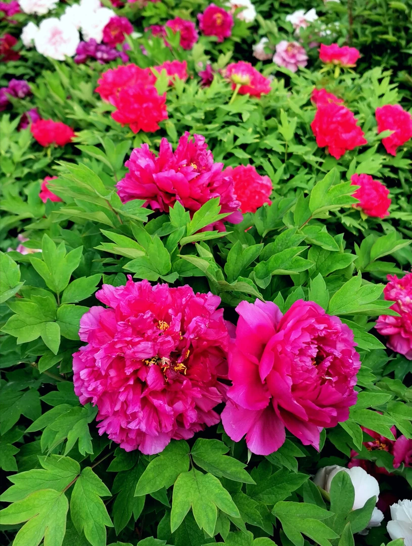 富贵牡丹花苗带芽【三年苗】菏泽牡丹基地直发