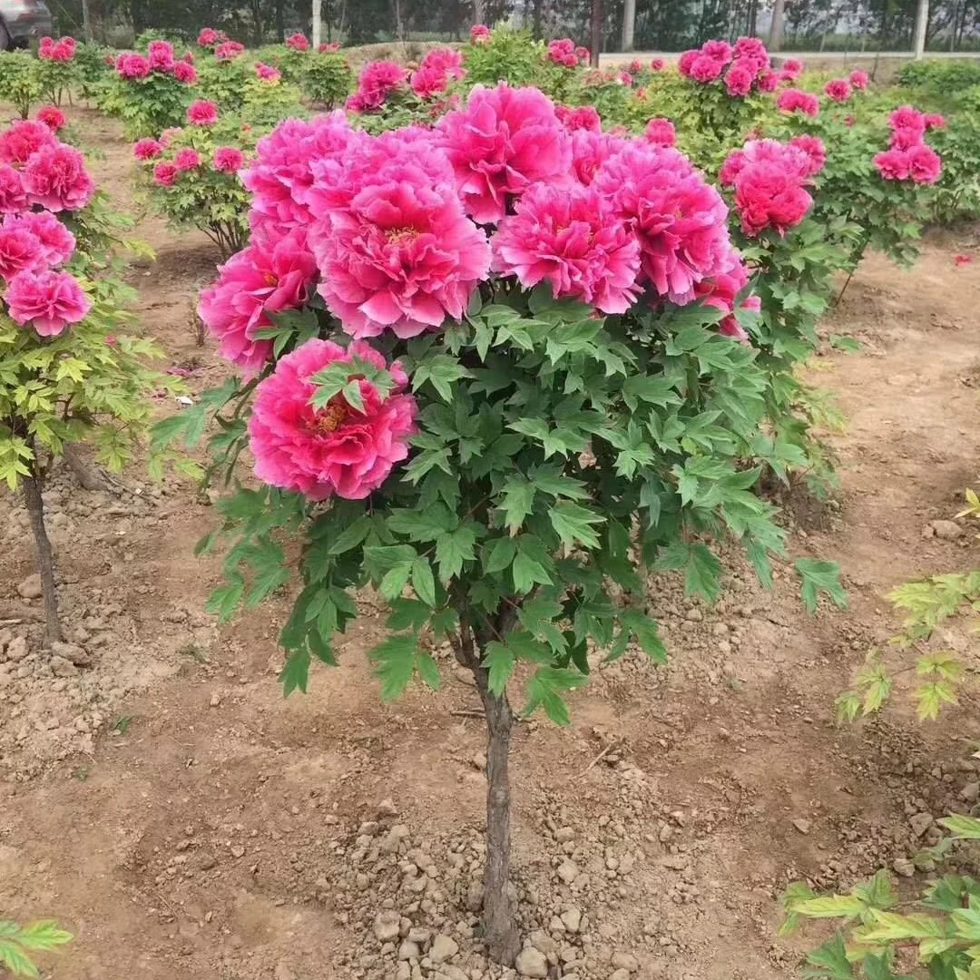 清地小苗（收货尾号后四位）富贵牡丹花苗带芽好活