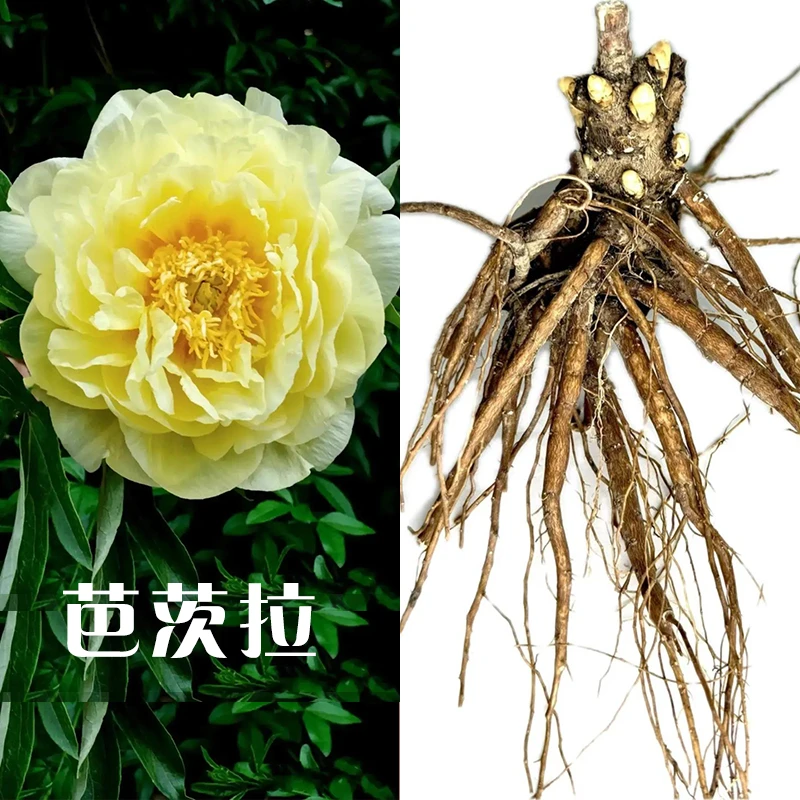 【芭茨拉】菏泽基地直发一年芍药苗盆栽地栽易活三芽女婿