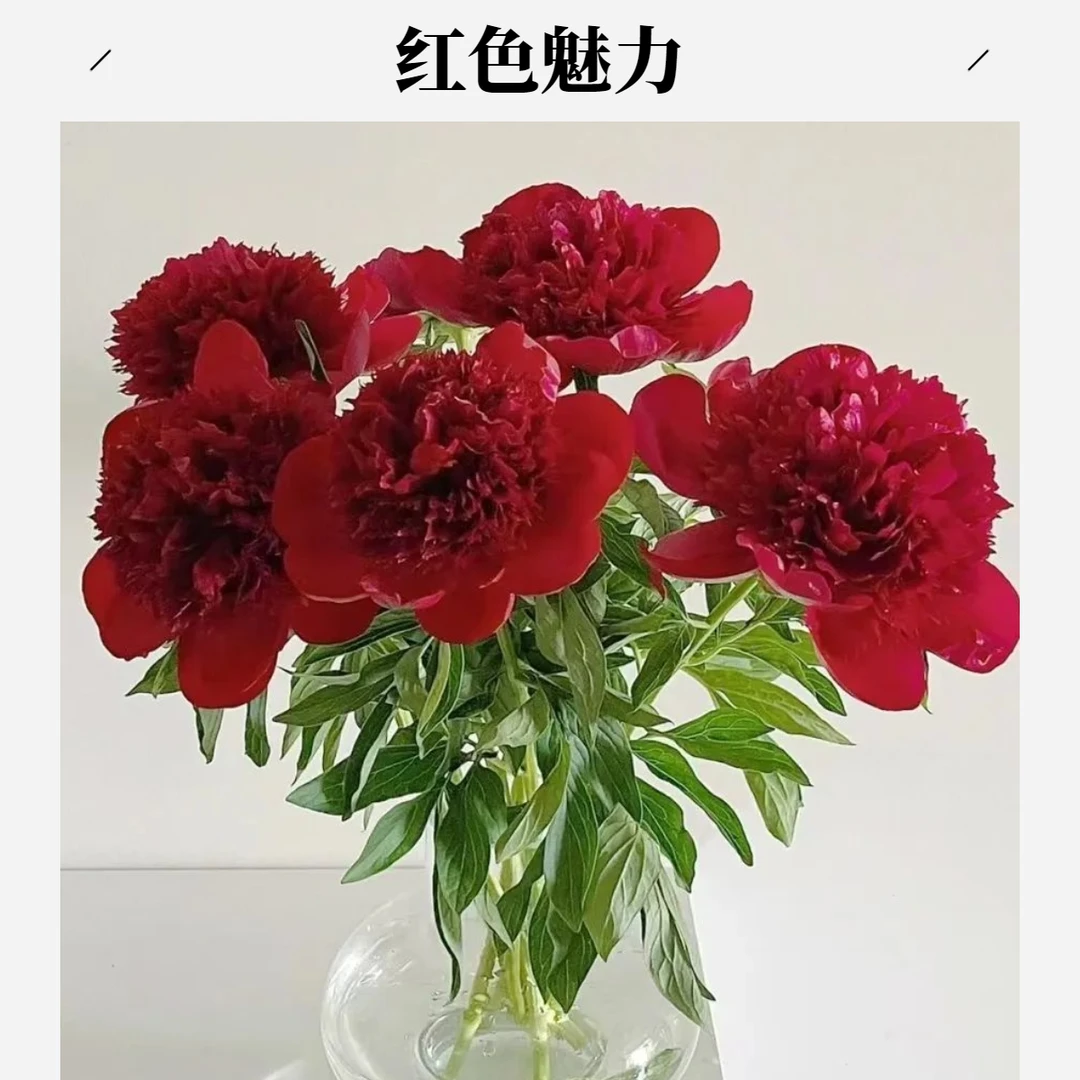 【红色魅力】菏泽基地直发芍药花苗带芽红色球形大花盆栽地栽三芽