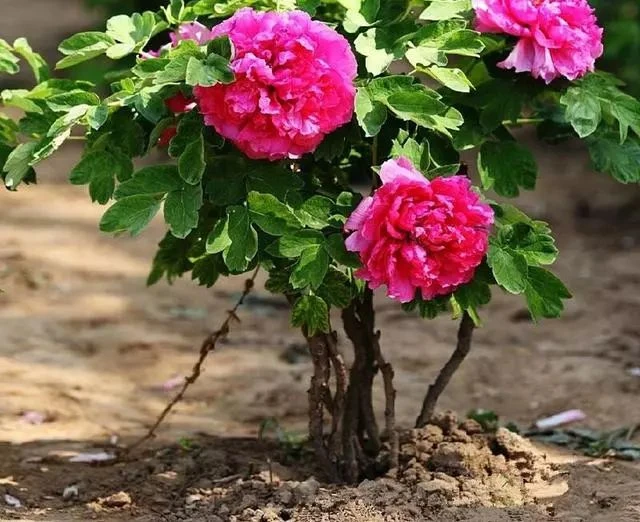 【皇冠】花王、岛津、皇冠牡丹6-8枝条丛生牡丹盆栽地栽包对版