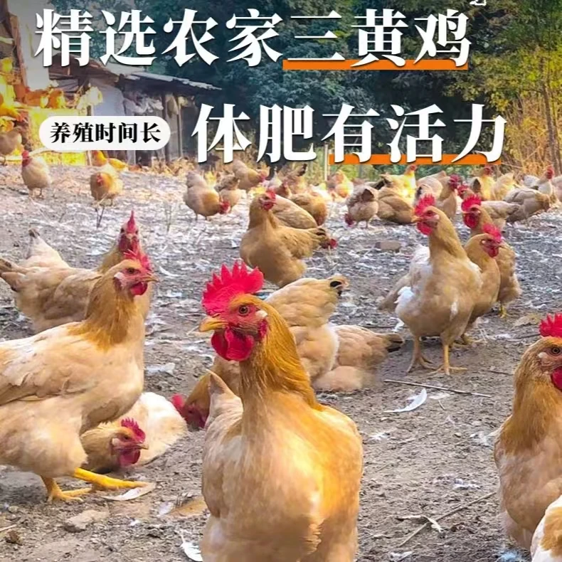 【49.9到手三只】整只三黄鸡走地鸡550g以上*3