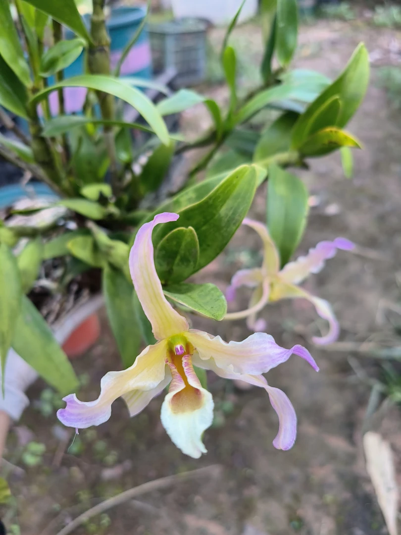 石斛兰七彩扭瓣石斛带花苞花卉盆栽室内室外装饰好养易活连体