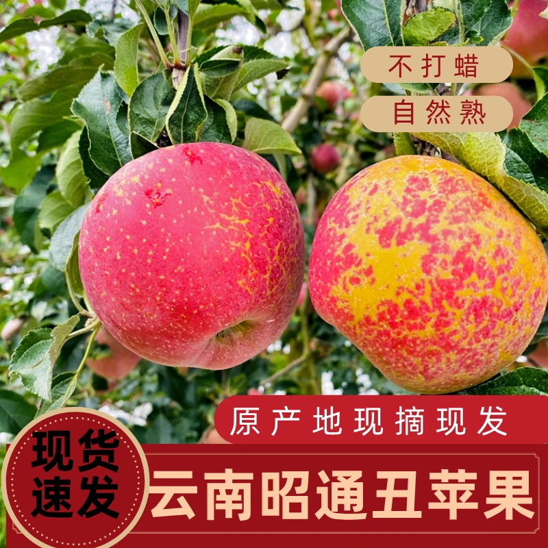 2025年云南昭通丑苹果冰糖心水果产地新鲜脆甜多汁包邮发货