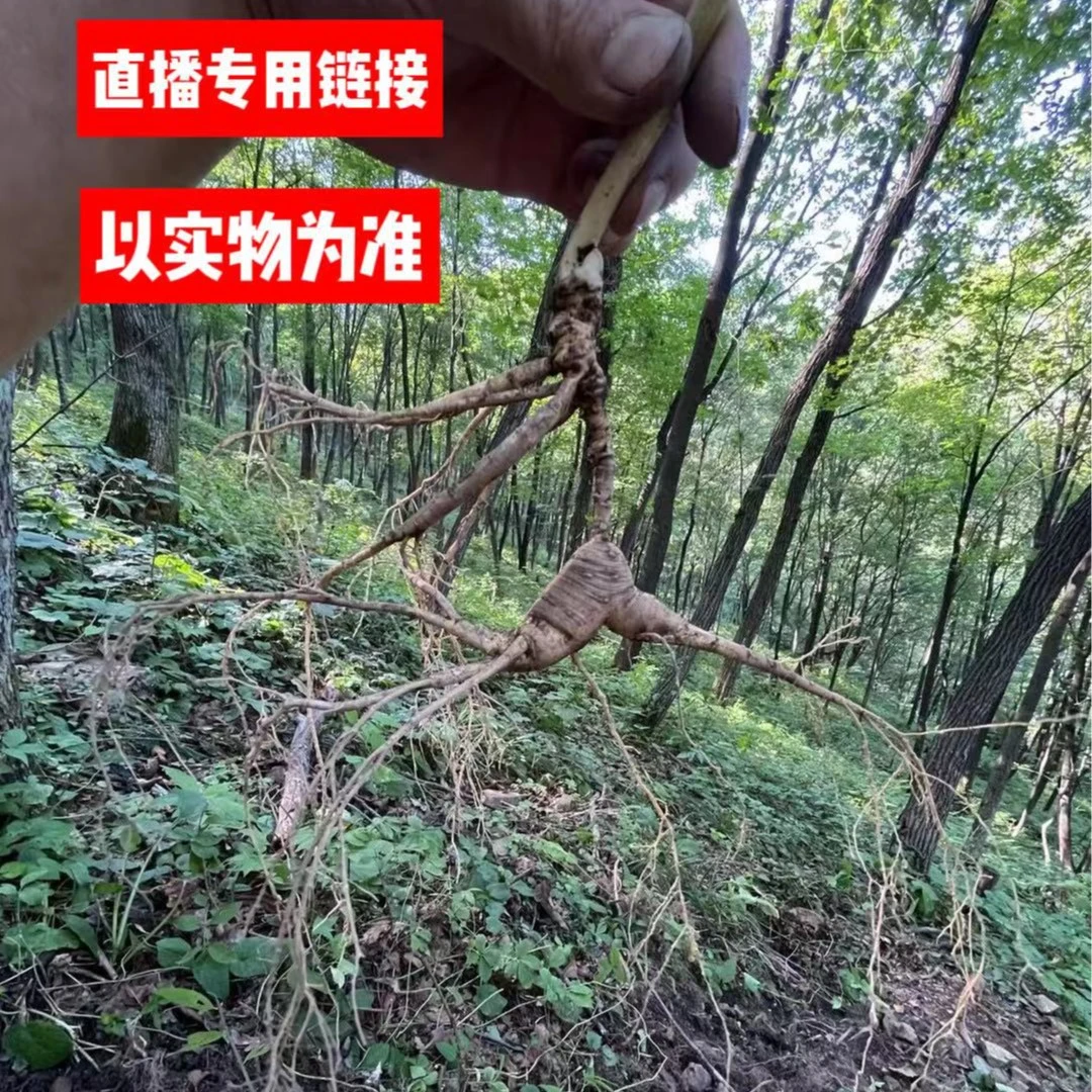 山参 籽货人参 鲜人参 泡水泡酒煲汤 自然生长 直播链接 请勿直拍