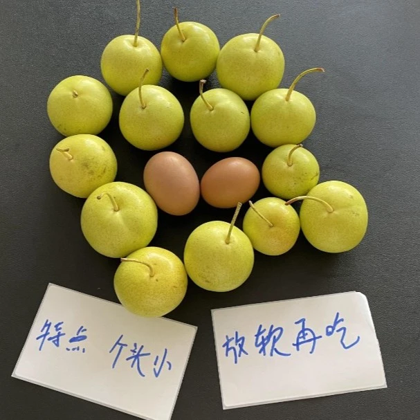 山西原平同川小白梨7斤包邮（注意：放到颜色发白发黄再吃）