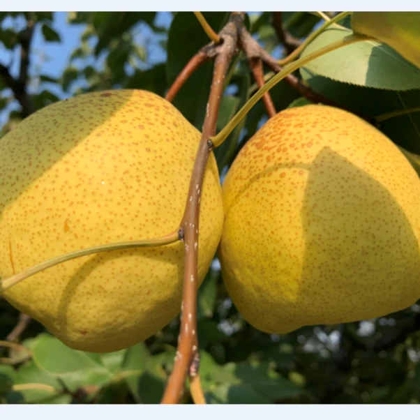 山西原平特产同川酥梨