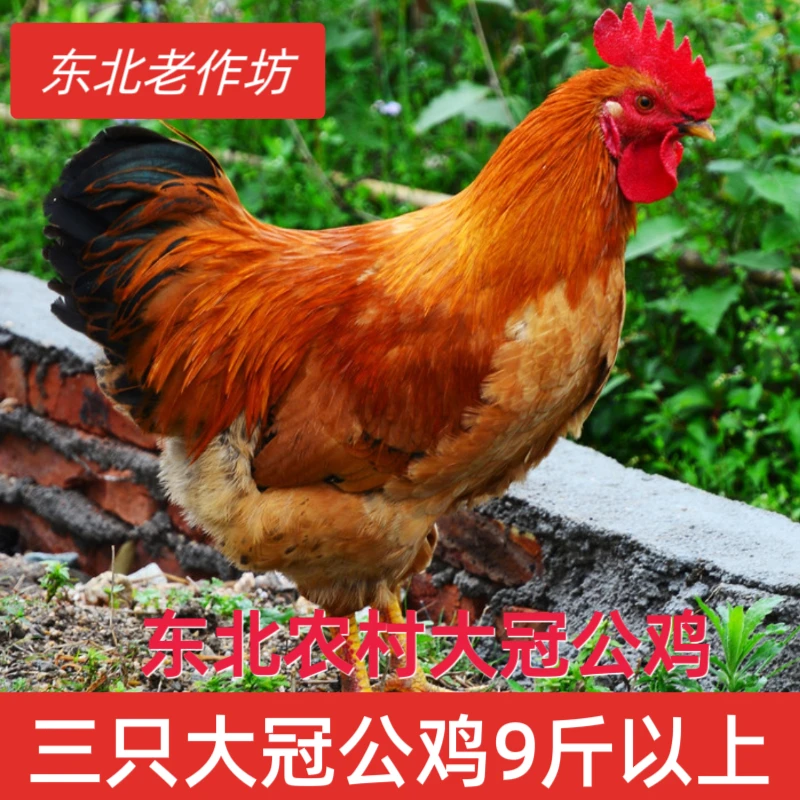 净重9斤三只东北农村大冠公鸡